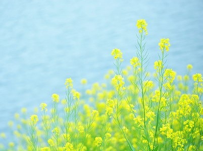唯美七字网名大全1