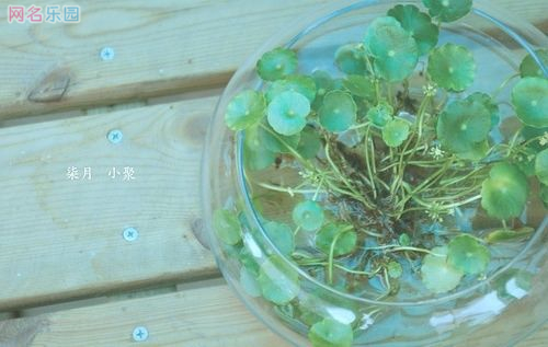好听好看的长网名2