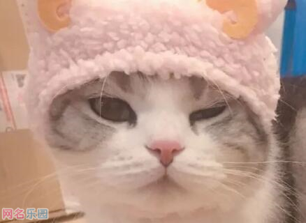 抖音最搞笑名字 抖音昵称大全搞笑