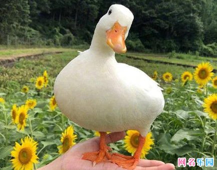 奇葩游戏网名 历史上最奇葩的网名