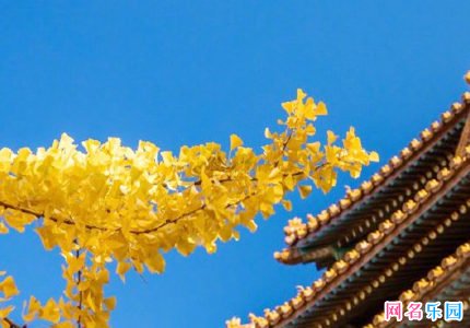 佛系网名大全 女生佛系网名