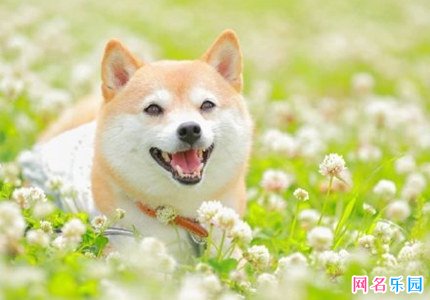 欧气昵称大全 看着就欧气满满的名字