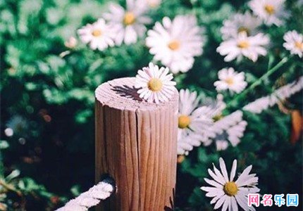 温婉雅致的网名 高端文雅的微信名字