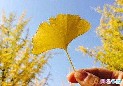 英文简约微博名字 微博名字英文气质