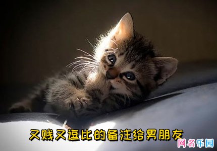 又贱又逗比的备注给男朋友