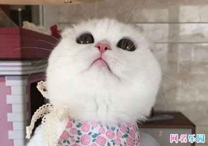 �������ֵ������ɰ�