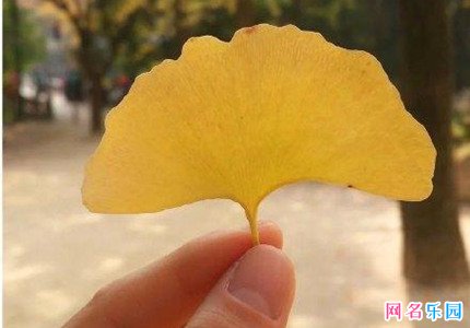 简洁独特的网名最新版