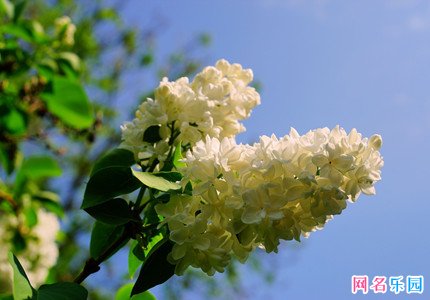 四个字的网名有哪些