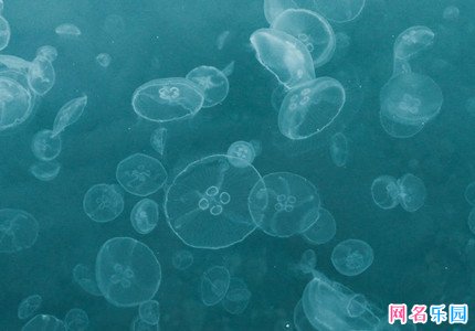 闲鱼优美昵称 闲鱼名字大全好听唯美