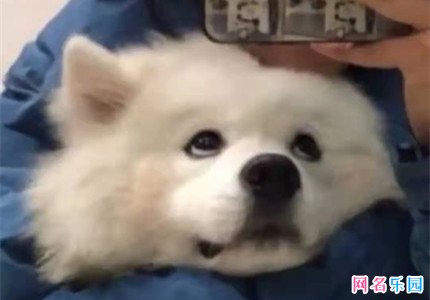 智障有文化网名 一看就很智障的网名