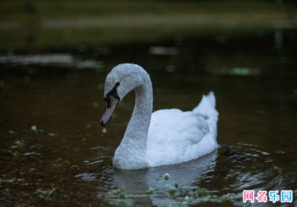 2022最火昵称英文网名精选61个