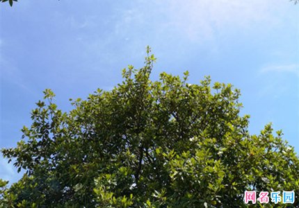 夏天比较清凉的网名 适合夏天的游戏ID
