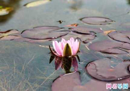 最新陌陌名字女五个字