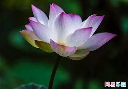 好听的网名昵称女生永不过时