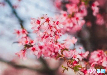 四个字的网名带少女感