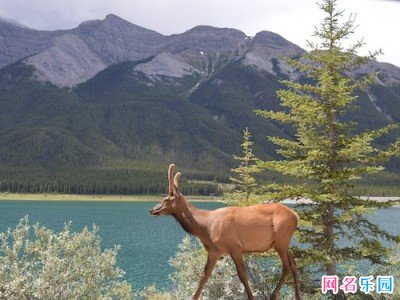 高级感拉满的小众网名