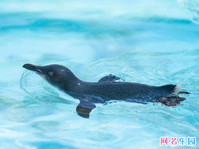 五个字可爱俏皮网名