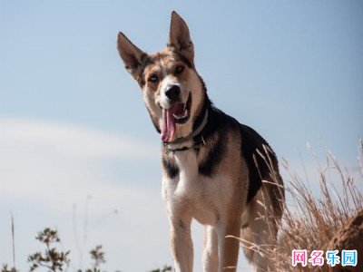 四个字男性网名 潮男四个字游戏名字