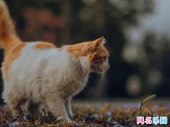 ��Ц�������� ����������Ȥ