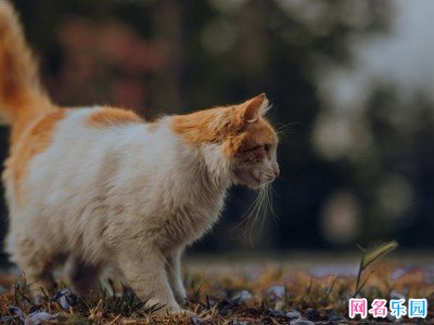 搞笑吸睛网名 吸睛网名有趣