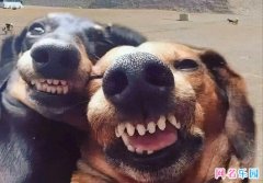 Ƥһ�������ɰ�����������ײ
