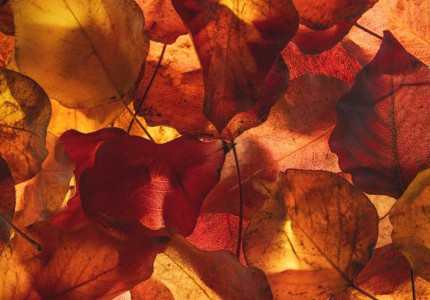 ð�յ�������Ľ�ɫ�ǳƣ���63����