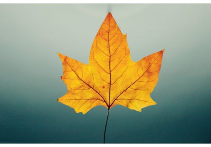 ����һ����Ȼ����������ѡ65����