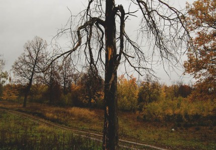 ΢���ǳƺ����ּ�